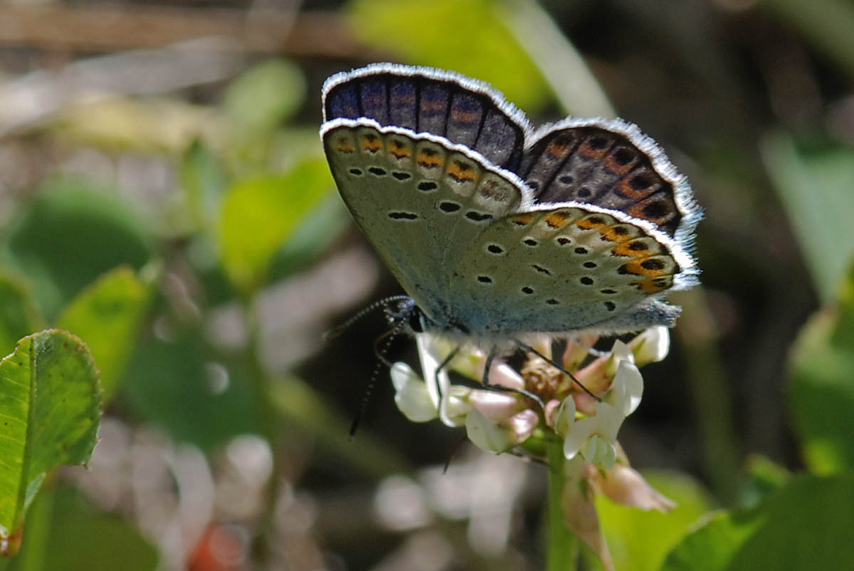 Plebejus argyrognomon?